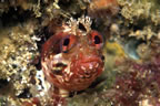 One-spot fringehead
