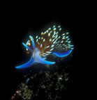 Hermissenda crassicornis nudibranch.