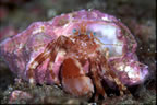 Hermit crab - Monterey Bay