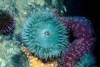 Anemone, starfish, urchin, etc. on pile under Newport Beach pier.