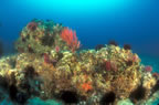 Patch reef with brittle stars at Anacapa.