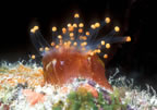 Corillamorph on Grand Turk night dive.