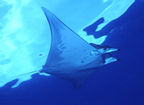 Mobula near surface at Alcyone