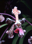 Orchid