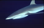 Silky shark