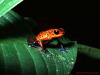 Poison Arrow Frog - Tortuguero