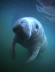 Crystal River manatee