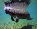 Homosassa river manatee