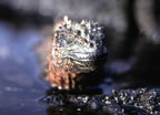 Marine iguana