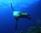Sea lion