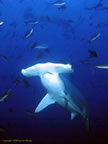 Hammerheads at Isla Wolf