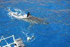 Shark near cages