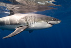 Great white shark