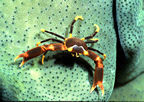 Devilishly handsome little crab