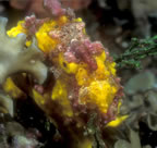 Frogfish face.