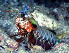 Mantis shrimp