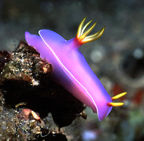 Nudibranch 