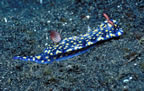 Blue nudibranch on sand