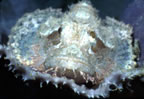 Scorpionfish in sponge