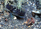 Goby and blind shrimp symbiosis