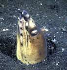 Snake Eel with shrimp on head