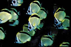 Barberfish at Las Animas