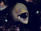 Friendly green moray at El Bajo