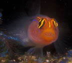 Goby.