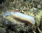 Nudibranch.