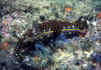 Nudibranch.