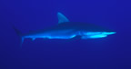 Silky shark.