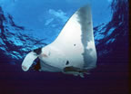Manta at San Benedicto Boilers