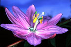 Highlands flower