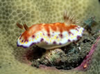 Beautiful nudibranch on coral at Dinah's Beach