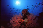 PNG scenic reef