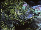 Rhinopius - Milne Bay