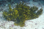 Rhinopias.