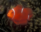 Tomato clownfish.