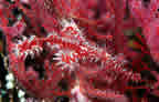 Harlequin ghost pipefish