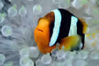Anemone fish