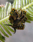 Sydney Opera House nudibranch.