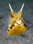 Cowfish.