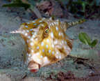 Cowfish.