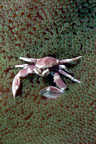 Porcelain crab on anemone.