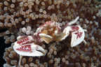 Porcelain crab on anemone.