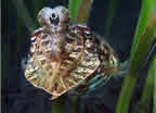 Cuttlefish - note how perfectly all the tentacles are folded and arranged