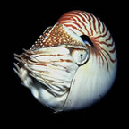 Chambered Nautilus - New Hanover Island