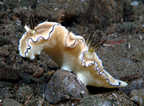 Nudibranch.