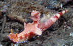 Nudibranch.
