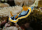 Nudibranch.